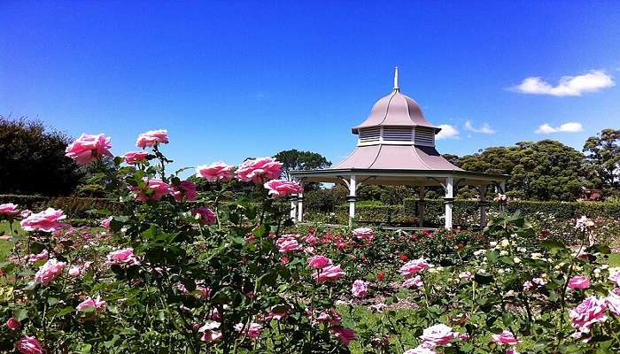 A Beautiful Wollongong Botanic Garden