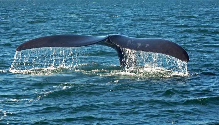 Whale in Albany 