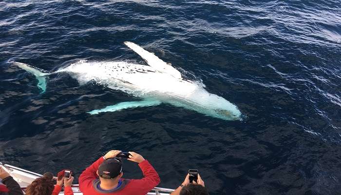 People watching whales in a boat is a best Things To Do In Hervey Bay.