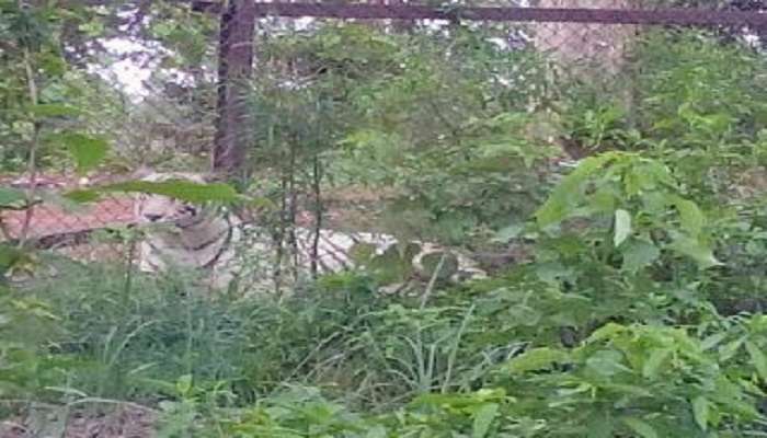 Enjoy yourself at the White Tiger Safari located near Chachai Falls