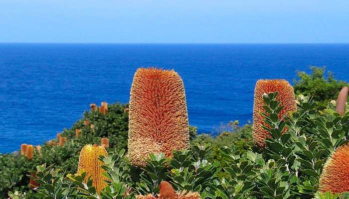 Albany is a nature's utopia, complete with many different kinds of plants and animals.