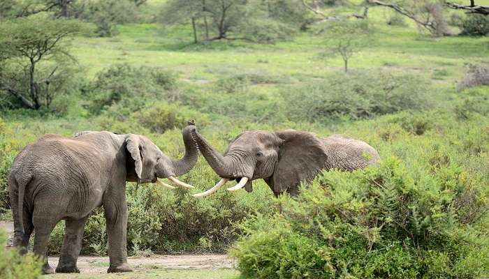 Wildlife Safari near Uppilipalayam