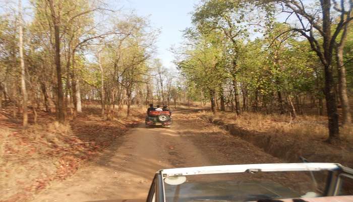  Jeeps in Wildlife Safaris