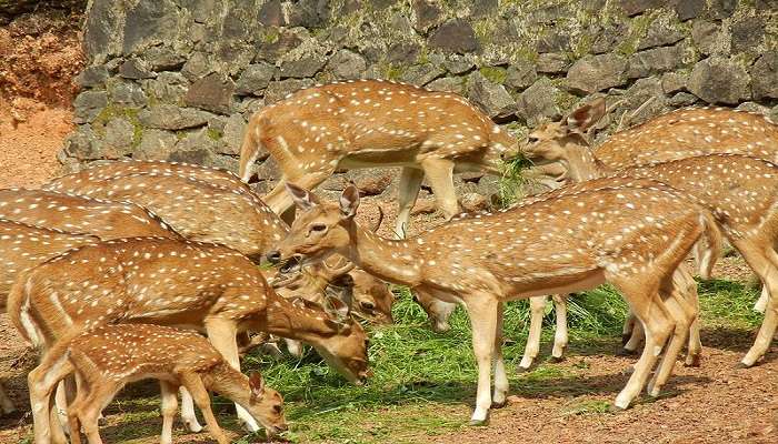 The natural beauty especially the forests and green vegetation all around, is an added bonus.