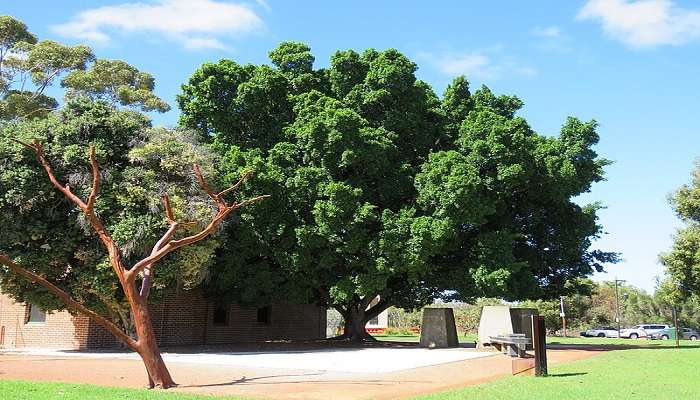 Moreton Bay Fig Tree at Wireless Hill Park