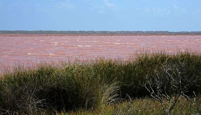 A mesmerising view of the Pink Lake or the Hutt Lagoon in Geraldton, Australia