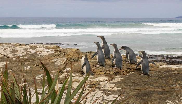 Yellow-eyed penguins waddling on the beach, things to do in Omaru