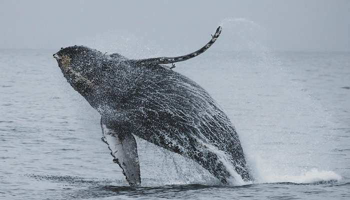 Whale watching in Hervey Bay