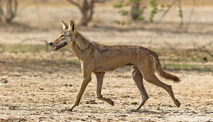 Indian Wolf at the Blackbuck National Park