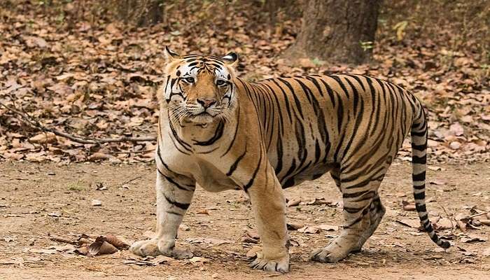 Royal Bengal Tiger resting in its enclosure at Nehru Zoological Park