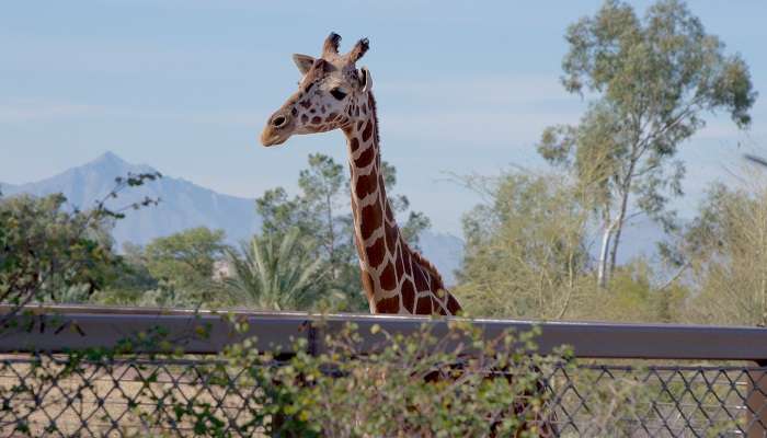 Découvrez les zoolights du zoo de Phoenix