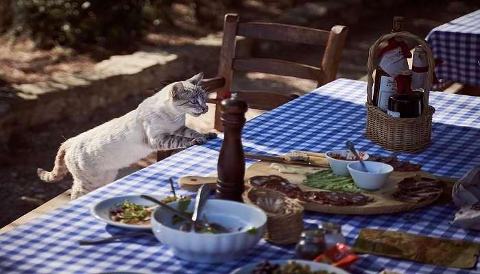 Some food places are pet-friendly too.