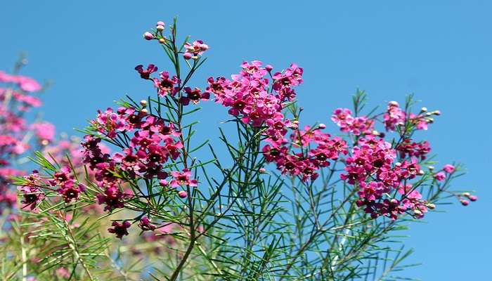 Fleurs sauvages à Perth: Soyez accueillis par plus de 12000 espèces