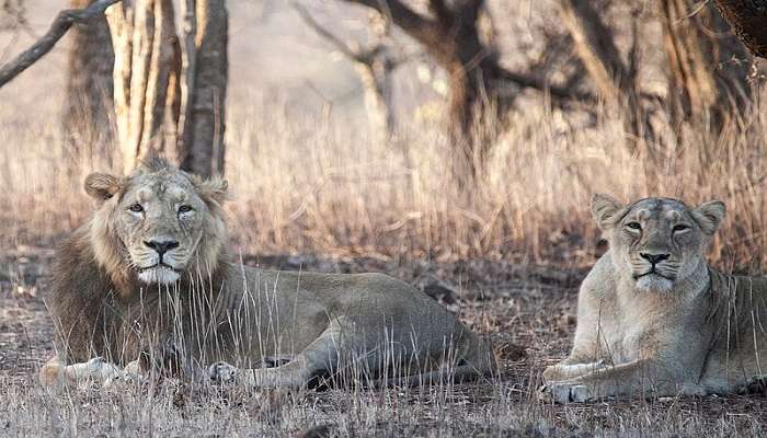 A pair of big lions sitting in a shade at the Gir National Park in Gujarat.