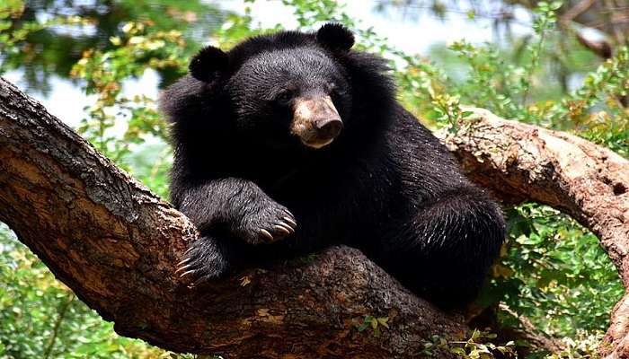 Himalayan Black Bear exploring its environment at Nehru Zoological Park