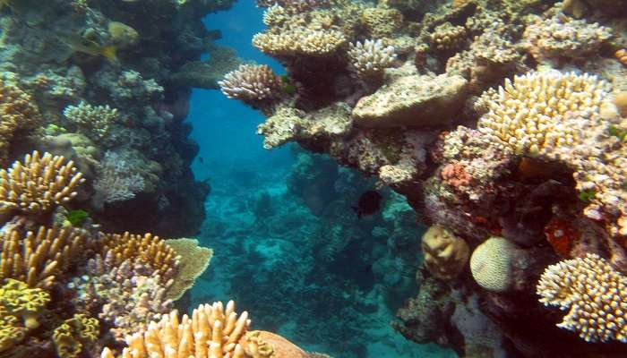 La grande barrière de corail: Magnifique en toutes saisons