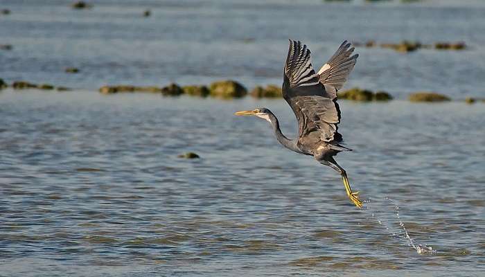 Western Reef Heron at the Marine National Park in Gujarat.