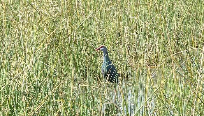 Nal Sarovar Bird Sanctuary