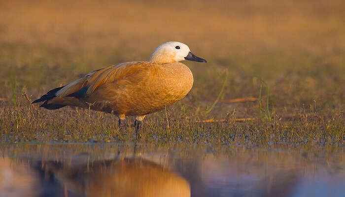 Ruddy Shelduck at the Nalsarovar Bird Sanctuary.