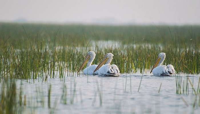 A pair of white Dalmatian Pelicans at the Nalsarovar Bird Sanctuary in Gujarat.