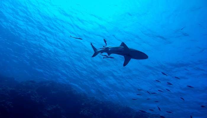 Ningaloo Reef: Vivez l’aventure ultime