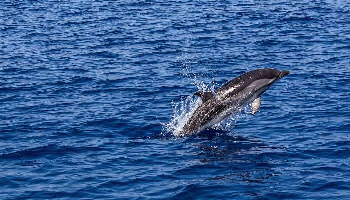 Observation des dauphins: savourer le meilleur de Glenelg