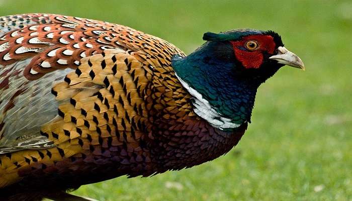 Plumage widespread as Colorful Monal Pheasants spread out 