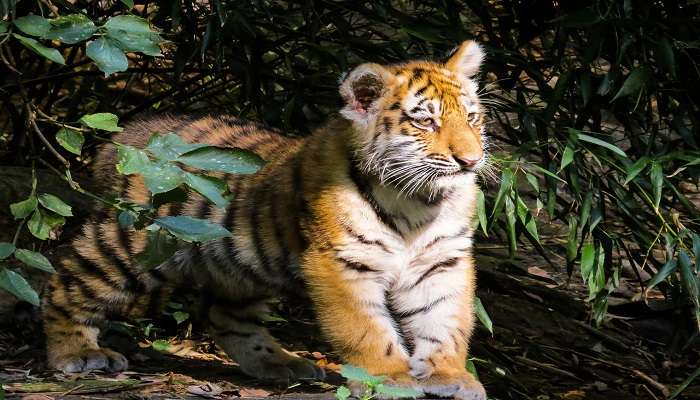 Play With Tiger cubs 