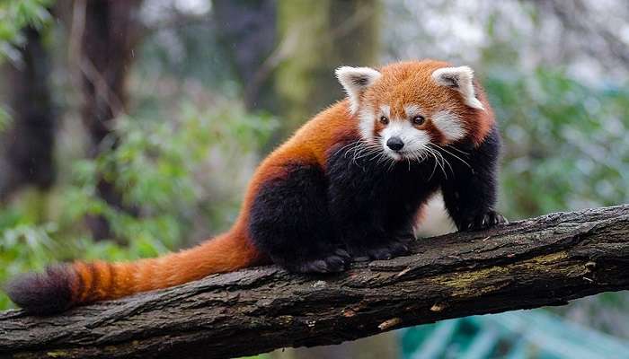 Red Panda climbing a tree at Nehru Zoological Park