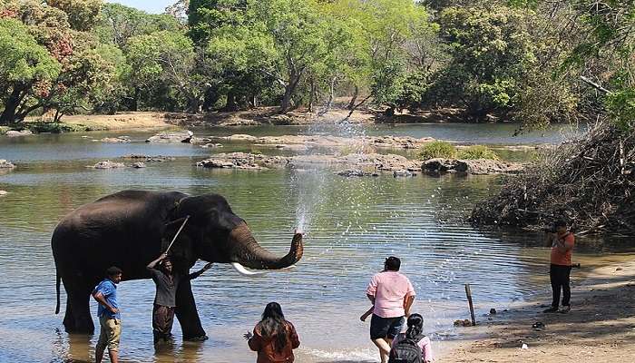 Resorts Near Dubare Elephant Camp