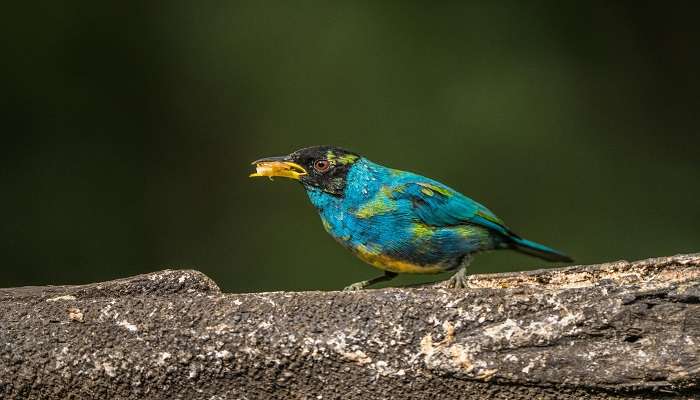 Salim Ali National Park