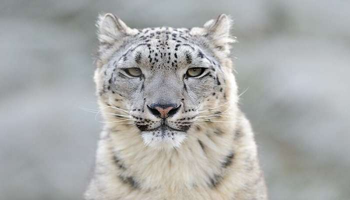 Snow Leopard prowling in its habitat