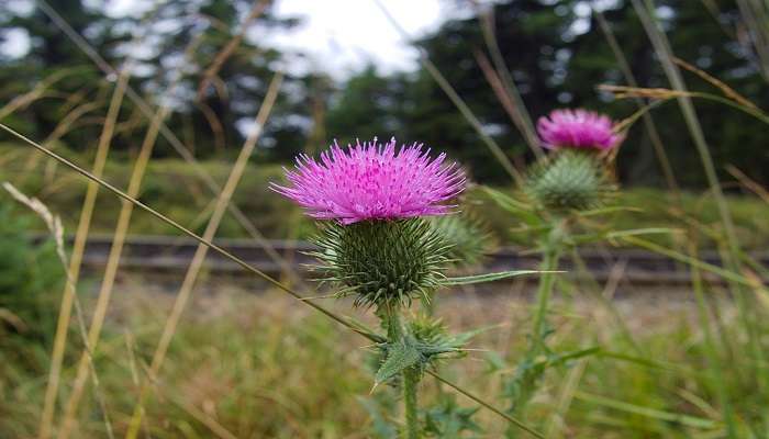 Things To Do In Harz National Park