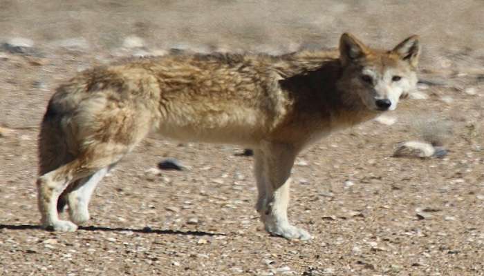 Tibetan Wolf watching its surroundings at Nehru Zoological Park