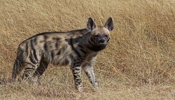 Beautiful view of the Hyena at Blackbuck National Park