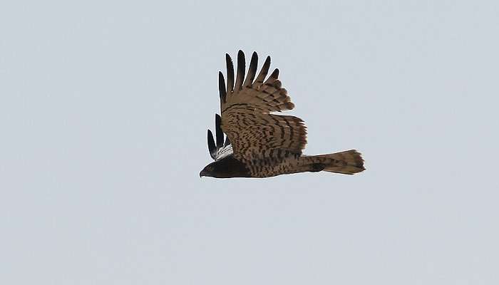 Short-toed snake eagle at the Blackbuck National Park