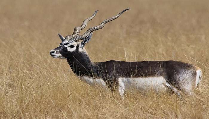 A beautiful blackbuck stag at the grasslands of Blackbuck National Park