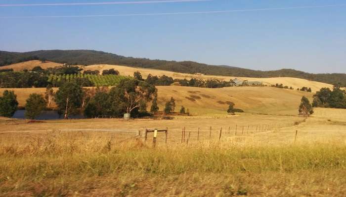 Yarra Valley: La production de vin est à la hauteur