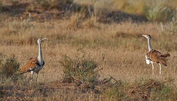 great indian bustard sanctuary