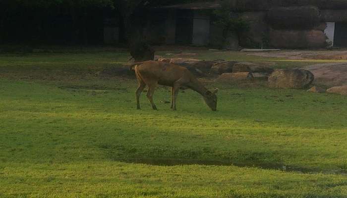 nehru zoological park