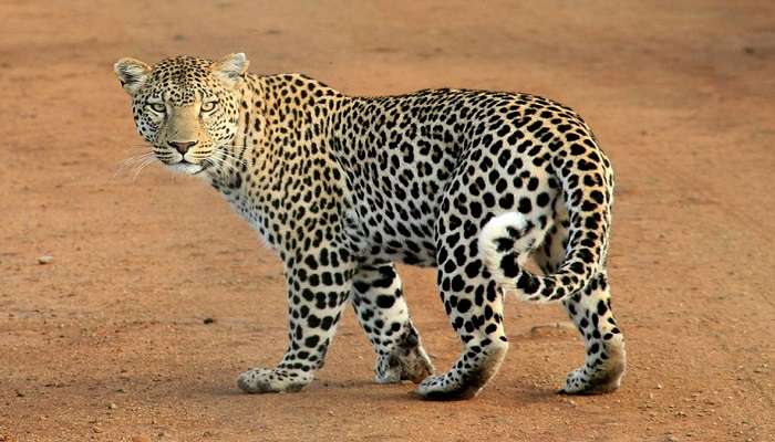 Clouded Leopard National Park