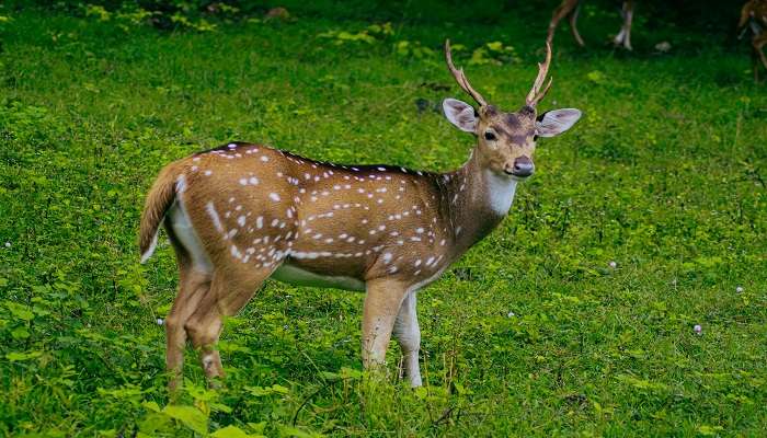 Mhadei Wildlife Sanctuary