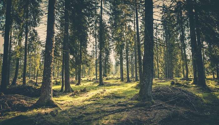 Pine Forest to explore.