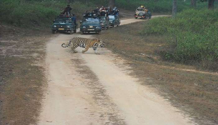 Things to do in Kanha National Park