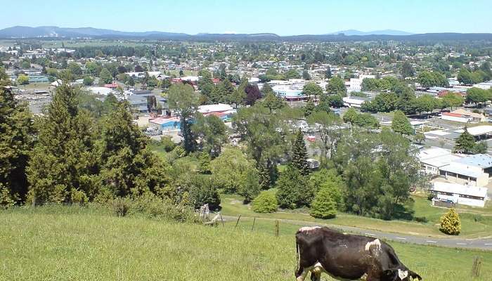 Tokoroa