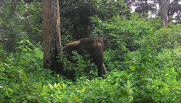 Wayanad Wildlife Sanctuary in Kerala