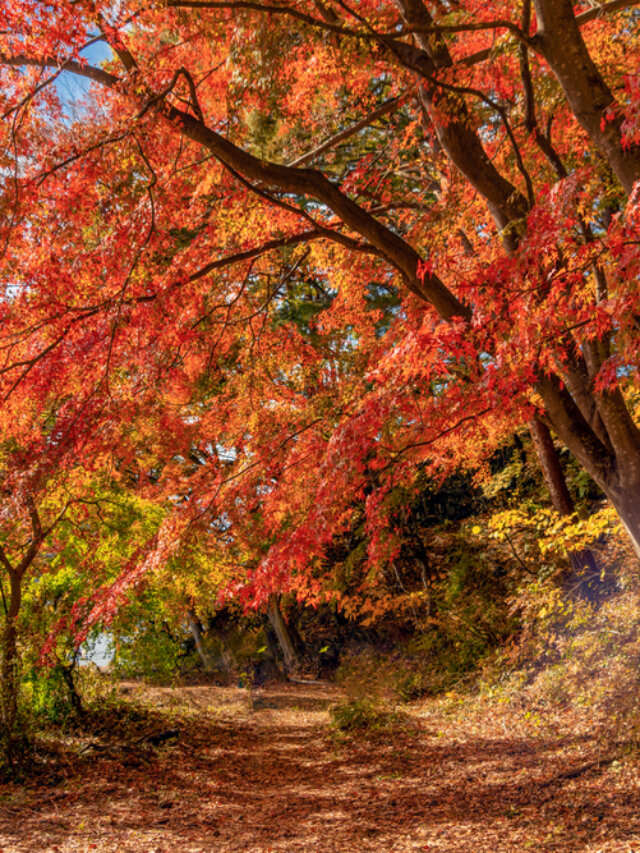 Red fall foliage in autumn near Fujikawaguchiko, Yamanashi. A tree in Japan with blue sky background.