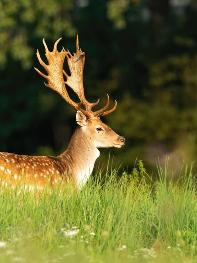 Fallow deer stag standing on a green meadow in sunlight