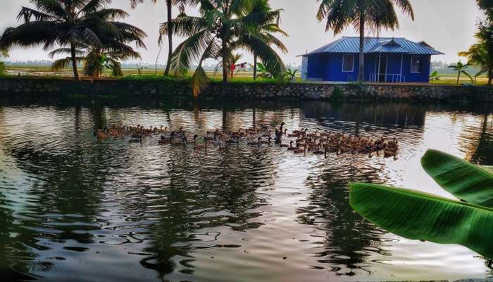 places to visit in Kuttanad