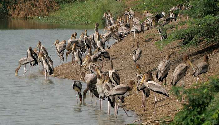 Uppalapadu Birds Sanctuary